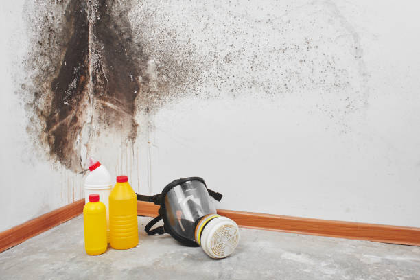 Best Local Mold Removal Service  in Visalia, CA