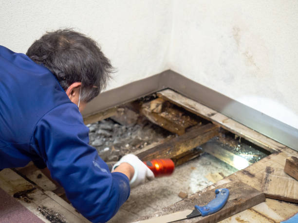 Best Black Mold Removal  in Visalia, CA