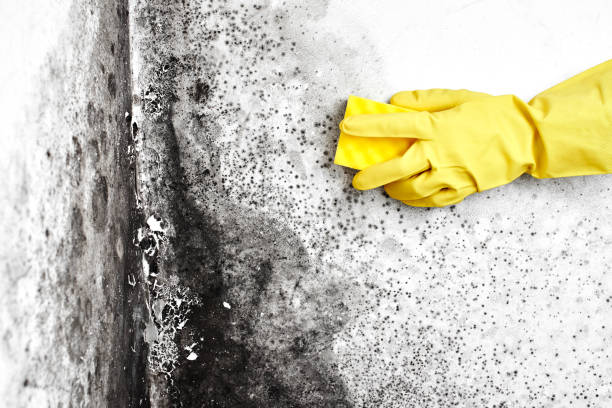 Visalia, CA Mold Removal Company