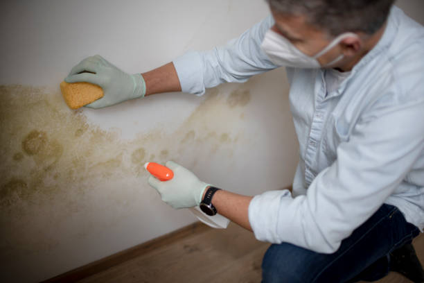 Mold Removal and Inspection in Visalia, CA