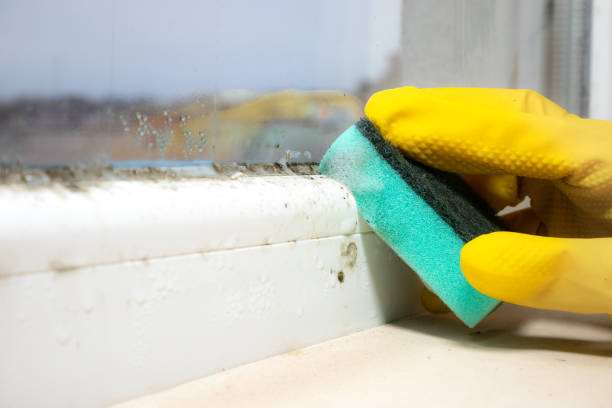 Best Toxic Mold Removal  in Visalia, CA