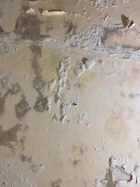Best Mold Testing  in Visalia, CA