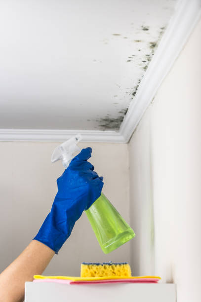 Best Attic Mold Removal  in Visalia, CA
