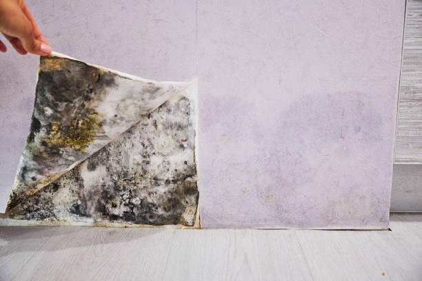 Certified Mold Removal in Visalia, CA